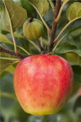 Apfel 'Elstar' mittel - Malus 'Elstar' CAC