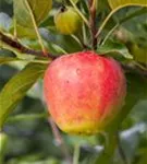 Apfel 'Elstar' mittel - Malus 'Elstar' CAC