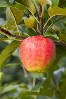 Apfel 'Elstar' mittel - Malus 'Elstar' CAC