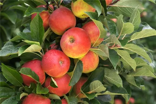 Apfel 'Elstar' mittel - Malus 'Elstar' CAC