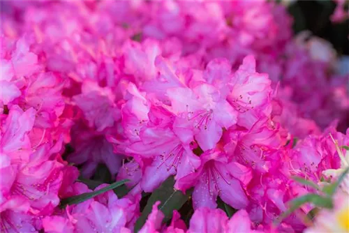 Rhododendron makinoi 'Rosa Perle' - Rhododendron makinoi 'Rosa Perle' II