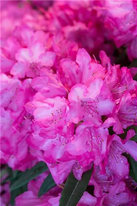 Rhododendron makinoi 'Rosa Perle' - Rhododendron makinoi 'Rosa Perle' II