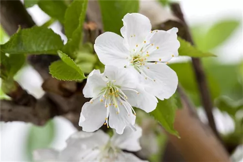 Vogelkirsche - Prunus avium CAC