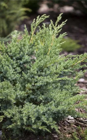 Juniperus horizontalis 'Andorra Compact'