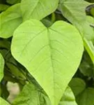 Trompetenbaum - Catalpa bignonioides - Baum