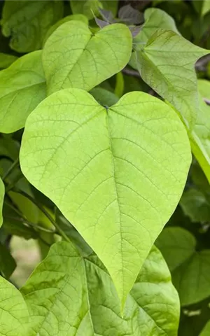 Catalpa bignonioides - Formgehölze