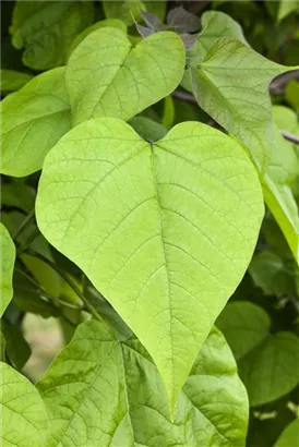 Trompetenbaum - Catalpa bignonioides - Baum