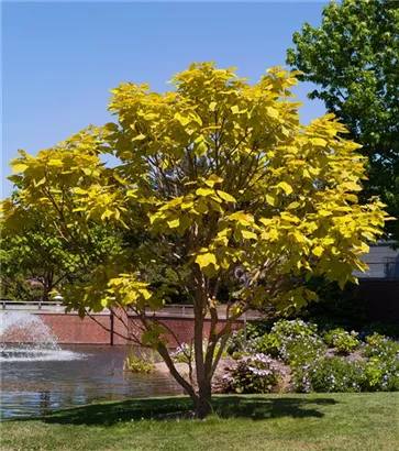 Trompetenbaum - Catalpa bignonioides - Baum