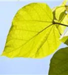 Trompetenbaum - Catalpa bignonioides - Baum