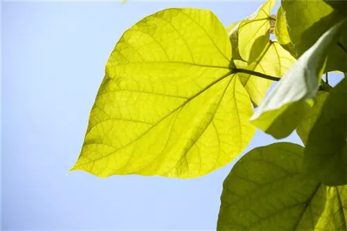 Trompetenbaum - Catalpa bignonioides - Baum