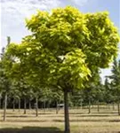 Trompetenbaum - Catalpa bignonioides - Baum