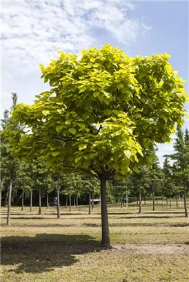 Trompetenbaum - Catalpa bignonioides - Baum