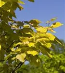 Trompetenbaum - Catalpa bignonioides - Baum