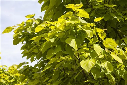 Trompetenbaum - Catalpa bignonioides - Baum