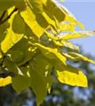 Trompetenbaum - Catalpa bignonioides - Baum