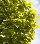 Trompetenbaum - Catalpa bignonioides - Baum