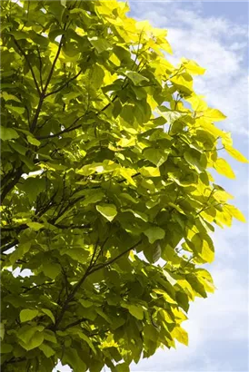 Trompetenbaum - Catalpa bignonioides - Baum