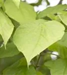 Trompetenbaum - Catalpa bignonioides - Baum