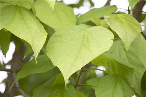 Trompetenbaum - Catalpa bignonioides - Baum