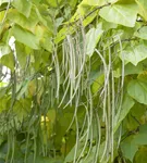 Trompetenbaum - Catalpa bignonioides - Baum