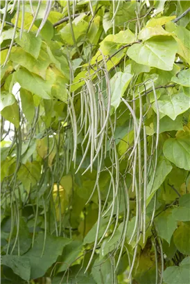 Trompetenbaum - Catalpa bignonioides - Baum