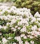 Rhododendron 'Bloombux' - Rhododendron micranthum 'Bloombux'