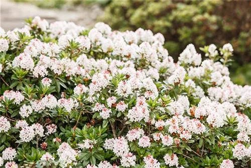 Rhododendron 'Bloombux' - Rhododendron micranthum 'Bloombux'