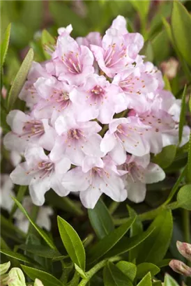 Rhododendron 'Bloombux' - Rhododendron micranthum 'Bloombux'