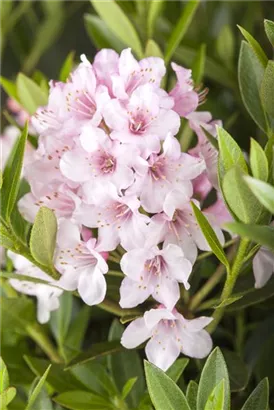 Rhododendron 'Bloombux' - Rhododendron micranthum 'Bloombux'