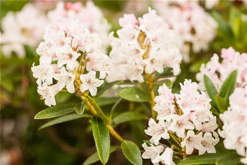 Rhododendron 'Bloombux' - Rhododendron micranthum 'Bloombux'