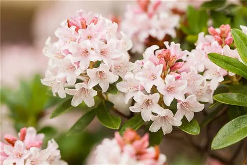 Rhododendron 'Bloombux' - Rhododendron micranthum 'Bloombux'