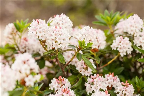 Rhododendron 'Bloombux' - Rhododendron micranthum 'Bloombux'