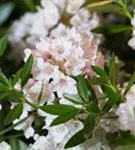 Rhododendron 'Bloombux' - Rhododendron micranthum 'Bloombux'