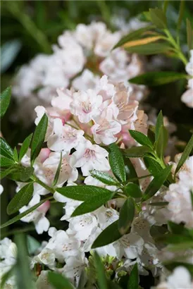 Rhododendron 'Bloombux' - Rhododendron micranthum 'Bloombux'