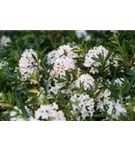 Rhododendron 'Bloombux' - Rhododendron micranthum 'Bloombux'