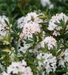 Rhododendron 'Bloombux' - Rhododendron micranthum 'Bloombux'