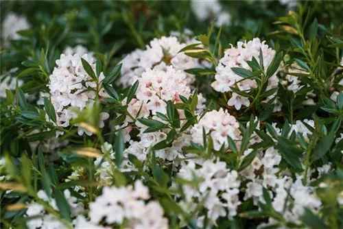 Rhododendron 'Bloombux' - Rhododendron micranthum 'Bloombux'