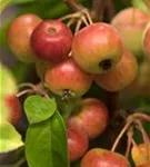 Zierapfel 'Evereste' -R- - Malus 'Evereste' -R- CAC