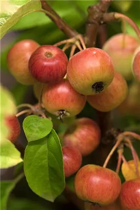 Zierapfel 'Evereste' -R- - Malus 'Evereste' -R- CAC