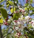 Zierapfel 'Evereste' -R- - Malus 'Evereste' -R- CAC