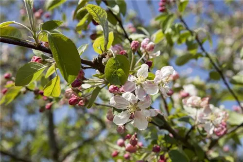 Zierapfel 'Evereste' -R- - Malus 'Evereste' -R- CAC