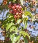 Zierapfel 'Evereste' -R- - Malus 'Evereste' -R- CAC