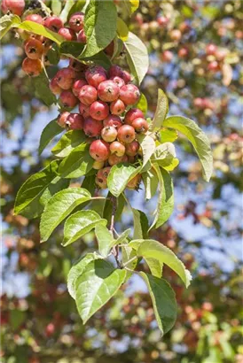 Zierapfel 'Evereste' -R- - Malus 'Evereste' -R- CAC