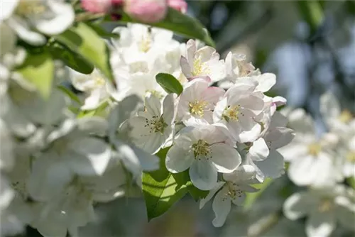 Zierapfel 'Evereste' -R- - Malus 'Evereste' -R- CAC