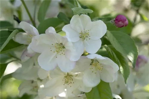 Zierapfel 'Evereste' -R- - Malus 'Evereste' -R- CAC