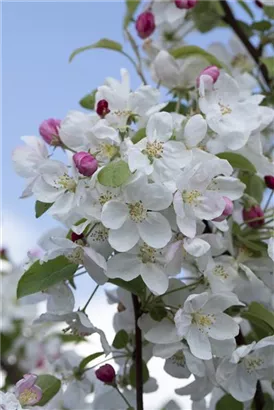 Zierapfel 'Evereste' -R- - Malus 'Evereste' -R- CAC