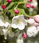 Zierapfel 'Evereste' -R- - Malus 'Evereste' -R- CAC