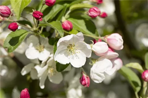 Zierapfel 'Evereste' -R- - Malus 'Evereste' -R- CAC