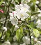 Zierapfel 'Evereste' -R- - Malus 'Evereste' -R- CAC