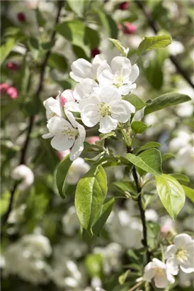 Zierapfel 'Evereste' -R- - Malus 'Evereste' -R- CAC